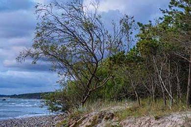 Aster年轻选手晋升主力阵容，aster 阵容